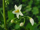 Solanum nigrum (European black nightshade): Go Botany