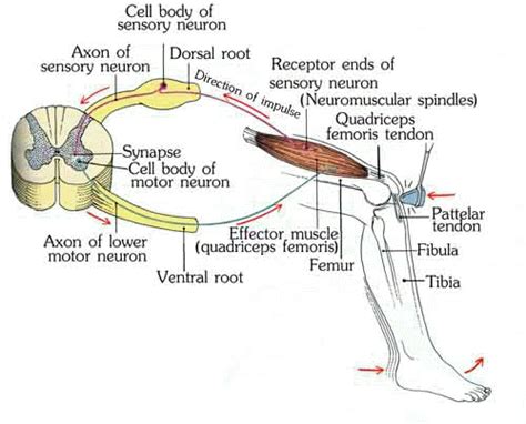 Mechanical digestion and chemical digestion knee jerk reflex arc right ventricle pumps blood to left atrium and ventricle dense fibrous connective tissue. reflex