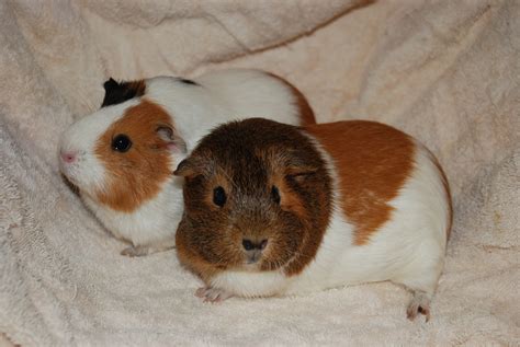 Fluffy Female Short Hair Guinea Pig In Nsw Petrescue