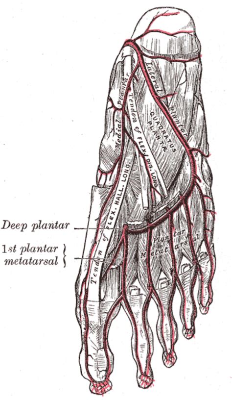Plantar Artery Anatomy
