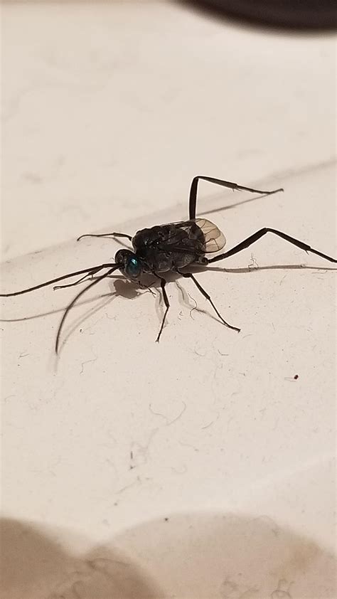 Need Help Identifying This Bug In My Bathroom Whatsthisbug