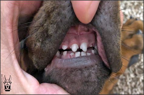 Our European Doberman Puppy Begins Teething Atlas Den