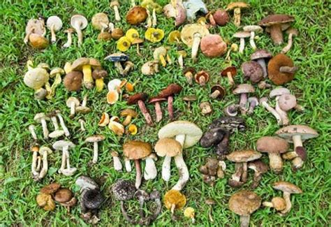 How To Identify Mushrooms Some Basic Concepts
