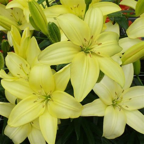Buy Pollen Free Asiatic Lily Bulb Lilium Easy Vanilla £399 Delivery