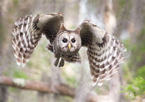 Hear The Many Different Hoots Of The Barred Owl Audubon
