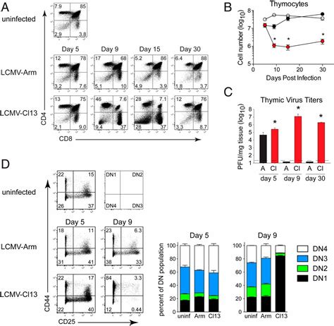 Chronic Virus Infection Drives Cd T Cell Mediated Thymic Destruction