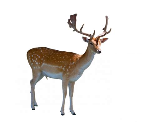 Free Images Isolated Male Standing Stag Mammal Fauna Close Up