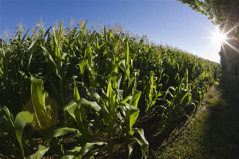 Maize Field Crops In South Africa