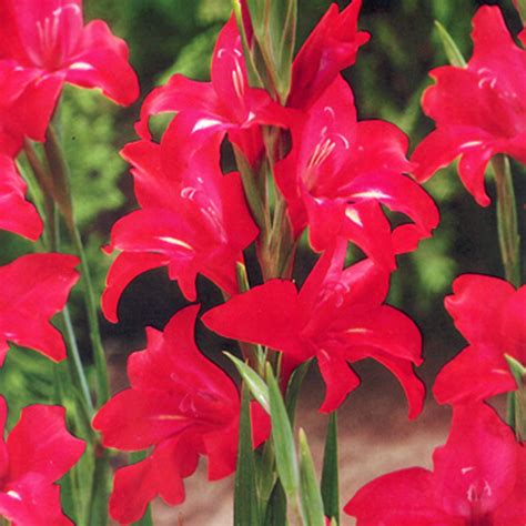 Complete Guide To Growing Gladiolus Bulb Blog Gardening Tips