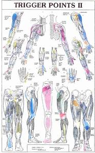 Printable Trigger Points Chart