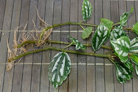 How To Grow The Aluminium Plant Pilea Cadierei From Cuttings