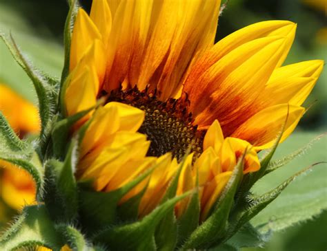 Sunny Sunflower Photograph By Jane Luxton Fine Art America
