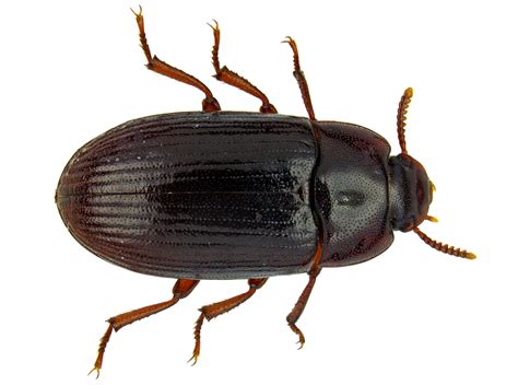 Coleoptera Tenebrionidae Alphitobius Diaperinus Lesser Mealworm 3 Urban Programs El Paso