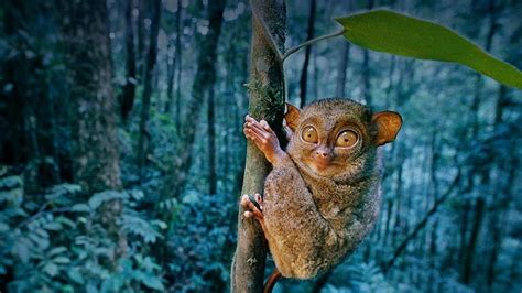 Tarsier Hd Wallpaper Peakpx