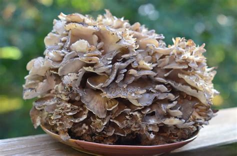 Maitake Mushroom Hen Of The Woods The Best 10 Health Benefits