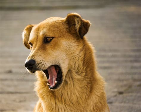 Fotos Gratis Animal Canino Mascota Bostezo De Cerca Nariz