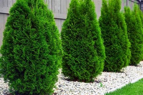 14 Fast Growing Privacy Shrubs And Hedges
