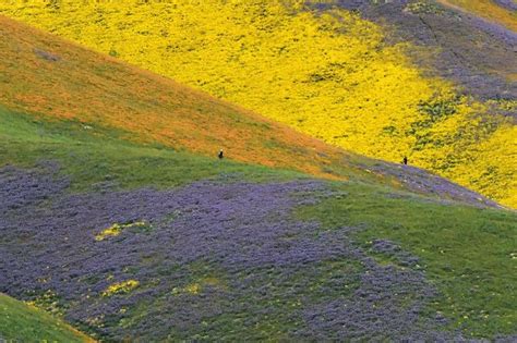 Wildflowers Color Californian Deserts Multimedia Telesur English