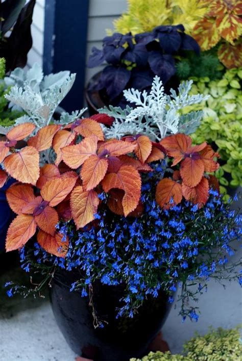 Nice Container Full Of Coleus And Dusty Miller By Cherry Ong
