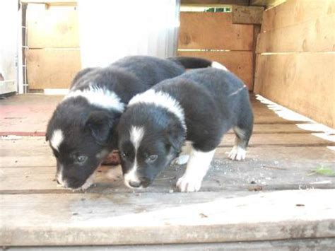 Presidents it has produced and its loyal college football fans. ABCA Border collie puppies for Sale in Andover, Ohio ...