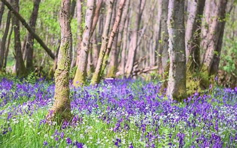 Bluebells A Favourite Sign Of Spring A Bluebell Wood Out Flickr