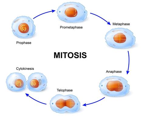 Proses Pembelahan Mitosis