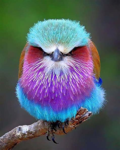 The Lilac Breasted Roller Pics