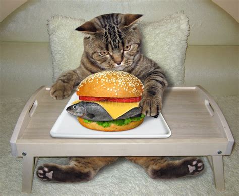 153 Cat Eating Sandwich Stock Photos Free And Royalty Free Stock Photos