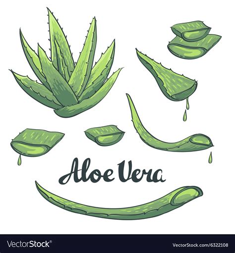 Aloe Vera Hand Drawn Set Royalty Free Vector Image
