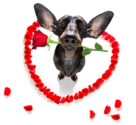 Celebrate Valentines Day With Your Pet The Animal Keeper
