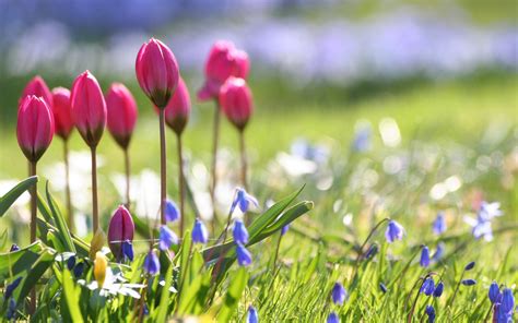 30 Spring Flowers Backgrounds Hd