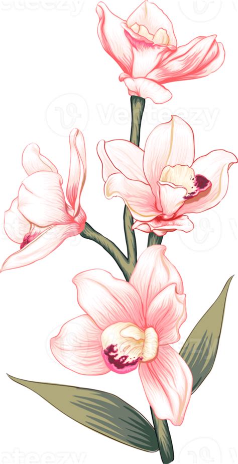 Bouquet Orchid Flower Drawing Transparency Backgroundfloral Object