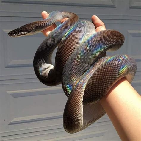 White Lipped Python Cute Snake Snake Beautiful Snakes