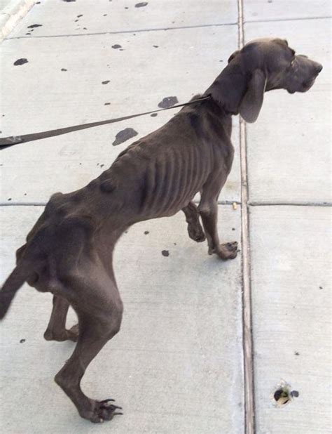 Starving Dog That Survived On Nothing But Sticks And Stones Nursed Back