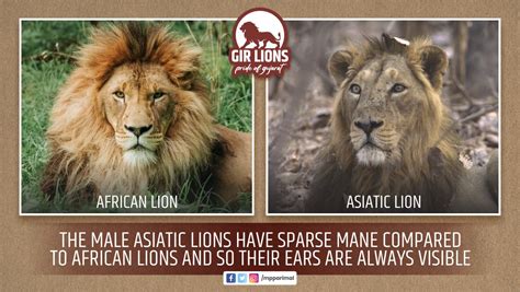 Asiatic Lion Vs African Lion