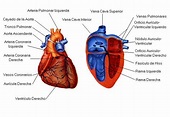 Como funciona el corazón, cuerpo humano para estudiar – CUCALUNA