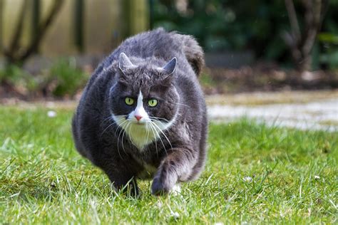 How To Help Your Obese Cat Lose Weight Dr Marty Pets