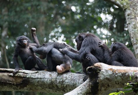 In The Bonobo World Female Camaraderie Prevails The New York Times