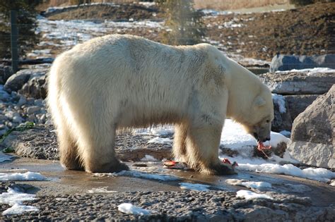 Free Images Polar Bear White Eating