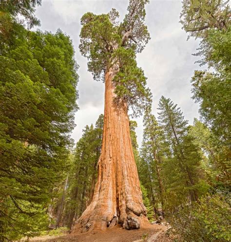Qual A Maior Sequoia Do Mundo Onde Se Localiza Mundo Ecologia