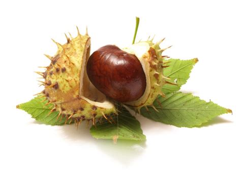 Das liegt an dem schnellen wasserverlust der kastanie. Kastanie - Corporel - Kosmetik Magazin