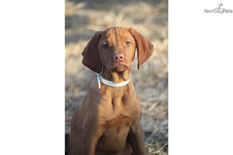 Rosie1818 any ideas of bits to add vizsla puppy feed? Coopers Trained: Vizsla puppy for sale near Rockford ...