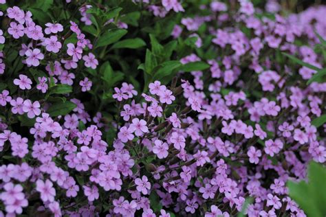 View other commonly requested plants on our wiki! Small Purple Flowers | Spring flowers in my yard. I didn't ...