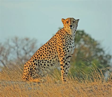 Cheetah At Sunset Smithsonian Photo Contest Smithsonian Magazine