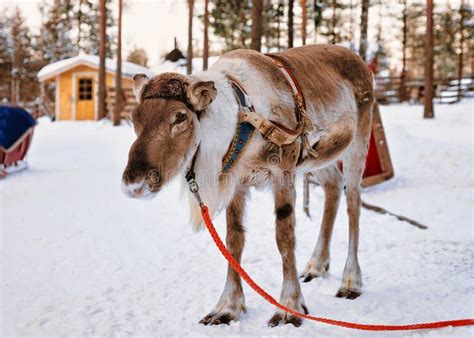 Reindeer In Farm In Winter Lapland Finland Stock Photo Image Of