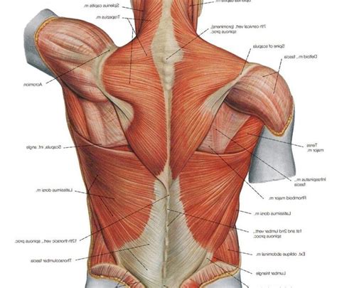 In this image, you will find 1st cervical vertebrae, atlus, cervical plexus, 7th cervical vertebrae, 1st thoracic vertebrae, brachial plexus, spinal dura mater, filaments of spinal nerve roots, 12th thoracic vertebra, 1st lumber vertebra, iliohypogastric nerve, ilioinguinal nerve, lumbar. Back Muscles Diagram / Superficial Back Muscles Anatomy ...