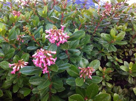 Flowering evergreen shrubs provide the beauty of showy blooms with greenery that lasts through winter. Evergreen shrub pink flowers hawthorne photo