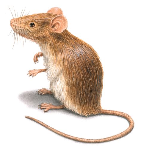 Rodent Pictures Rat And Mouse Photos And Images