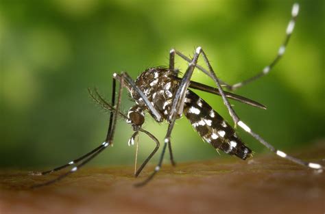 How To Control Asian Tiger Mosquito Populations In Your Yard