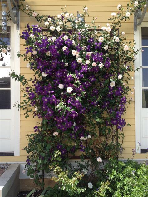 Jackmanii Clematis And New Dawn Rose Flowering Vines Garden Trellis
